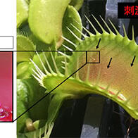 埼玉大學等揭示：捕蠅草感知昆蟲的「觸覺毛」，其根部蛋白質充當觸覺感測器