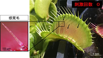 埼玉大學等揭示：捕蠅草感知昆蟲的「觸覺毛」，其根部蛋白質充當觸覺感測器