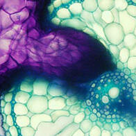 奈良先端科學技術大學院大學等闡明寄生植物不寄生「同伴」的機制，或有助於減輕農業損失