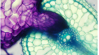 奈良先端科學技術大學院大學等闡明寄生植物不寄生「同伴」的機制，或有助於減輕農業損失