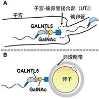 熊本大學發現體內精子與卵子相遇的機制，有助開發男性不育診斷方法以及新型避孕劑物