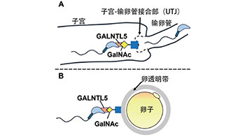 熊本大學發現體內精子與卵子相遇的機制，有助開發男性不育診斷方法以及新型避孕劑物