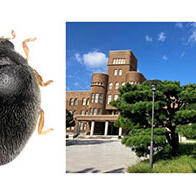 九州大學校園內發現新種瓢蟲，或為農業害蟲葉蟎類的天敵