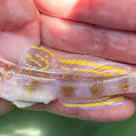 鮮豔黃色條紋的新種蝦虎魚……莫非釣上了那個人氣漫畫的角色？！