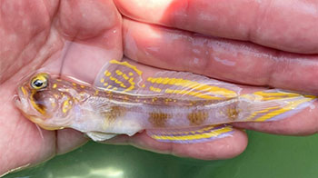 鮮豔黃色條紋的新種蝦虎魚……莫非釣上了那個人氣漫畫的角色？！