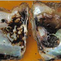 富山大學發現：導致珍珠品質下降的原因是一種也會感染魚類的細菌