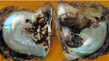 富山大學發現：導致珍珠品質下降的原因是一種也會感染魚類的細菌