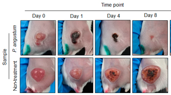 北陸先端科學技術大學院大學發現無需基因改造的海洋細菌可選擇性攻擊大腸癌，治療效果顯著