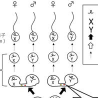 廣島大學牛性別分選技術推廣項目獲蓋茨基金會2.6億日元資助