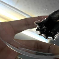 島根大學、和歌山高專等成功破譯了吸血烏賊的巨大基因組，為解開神秘深海生物基因組多樣性之謎提供了新見解