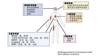 日本東北大學啟動世界首個粒線體病治療藥物「MA-5」的Ⅱ期臨床試驗