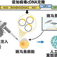 阪大微生物病研究所利用魚卵人工合成諾如病毒，將cDNA選殖直接注入魚卵實現增殖