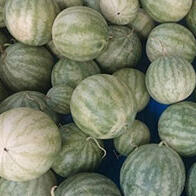 三重大學和近畿大學發現：種子用西瓜提取物具有促進皮脂合成的效果，或可改善皮膚屏障功能