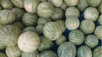 三重大學和近畿大學發現：種子用西瓜提取物具有促進皮脂合成的效果，或可改善皮膚屏障功能