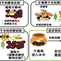 京都大學發掘葡萄酒起源，葡萄乾水可通過自然發酵變成葡萄酒