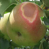 日本農研機構等開發出預測水果日灼及著色不良的系統，助力應對氣候變暖