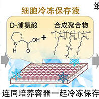 神戶大學開發出可冷凍保存整片iPS細胞的保存液，有望加速個性化醫療和藥物研發