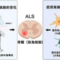 廣島大學確立基於免疫監測的新型脫敏療法，為高致敏患者腎移植帶來曙光