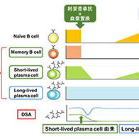 廣島大學確立基於免疫監測的新型脫敏療法，為高致敏患者腎移植帶來曙光
