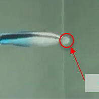 「鏡子裏的是自己」——魚類的自我認知出乎意料地迅速