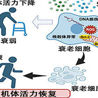 京都大學開發出清除老化細胞的新型療法，有望減輕慢性發炎並改善年齡相關疾病
