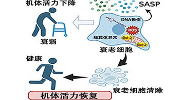 京都大學開發出清除老化細胞的新型療法，有望減輕慢性發炎並改善年齡相關疾病