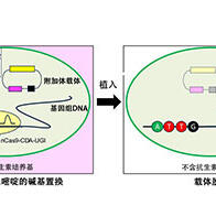 廣島大學研發出新型DNA載體，不殘留外源基因，實現安全的基因組編輯