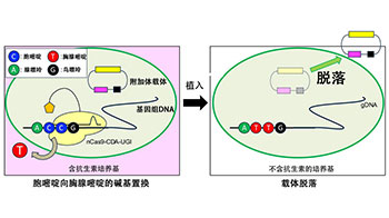 廣島大學研發出新型DNA載體，不殘留外源基因，實現安全的基因組編輯