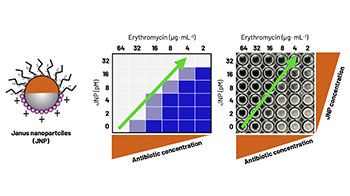 大阪大學產研等利用新開發的雅努斯奈米顆粒恢復抗菌藥效，有望解決耐藥菌難題