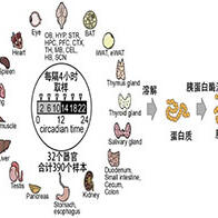 東京都醫學綜合研究所：繪製出32個器官的「小鼠生物鐘蛋白質組圖譜」，奠定解析蛋白質功能的基礎