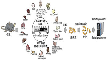 東京都醫學綜合研究所：繪製出32個器官的「小鼠生物鐘蛋白質組圖譜」，奠定解析蛋白質功能的基礎