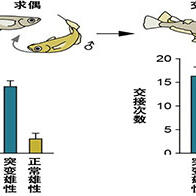 東京大學：雄性特有行為需要大腦產生的雌性激素