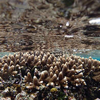 珊瑚礁守護的不只是美麗，預測還有「天然防波堤」效果