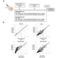 東海大學開發出新一代小鼠模型，產生單個IgG抗體並成功再現不同人類免疫反應