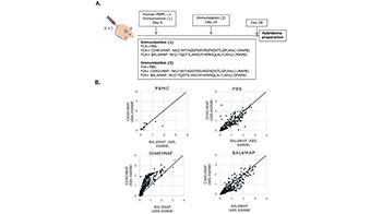 東海大學開發出新一代小鼠模型，產生單個IgG抗體並成功再現不同人類免疫反應