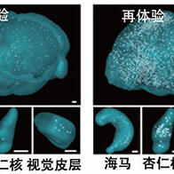 理研發現記憶鞏固新機制，填充腦內間隙的星狀神經膠細胞充當關鍵「開關」