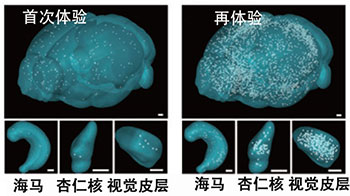 理研發現記憶鞏固新機制，填充腦內間隙的星狀神經膠細胞充當關鍵「開關」