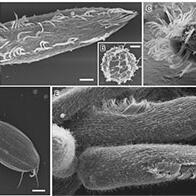 島根大學等成功僅用水的冷凍乾燥製程實現生物樣品的SEM觀察的新方法，避免細胞損傷