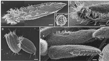 島根大學等成功僅用水的冷凍乾燥製程實現生物樣品的SEM觀察的新方法，避免細胞損傷