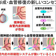 大阪大學通過小鼠實驗發現視神經內修復視網膜血管的幹細胞