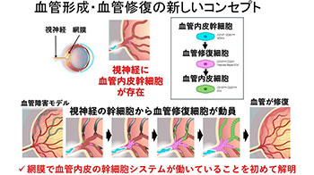 大阪大學通過小鼠實驗發現視神經內修復視網膜血管的幹細胞
