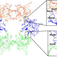 「貝形圓孢側耳」的中毒原因從原子層面得以解明，橫濱市立大學通過電鏡解析致病毒素分子發現此前未知的六聚體結構