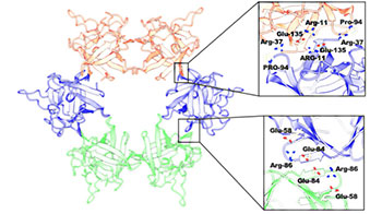 「貝形圓孢側耳」的中毒原因從原子層面得以解明，橫濱市立大學通過電鏡解析致病毒素分子發現此前未知的六聚體結構
