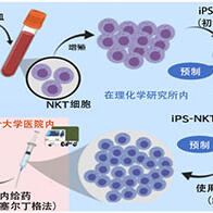 千葉大與理研，由iPS細胞製備的「可預製免疫細胞」有望改變癌症治療