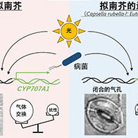 京都大學揭示病菌使氣孔開啟並侵入的過程，為利用基因組編輯培育抗菌作物開闢道路