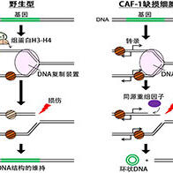 遺傳研等利用出芽酵母闡明環狀DNA的生成機制，助力理解癌細胞的異常形成