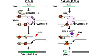 遺傳研等利用出芽酵母闡明環狀DNA的生成機制，助力理解癌細胞的異常形成