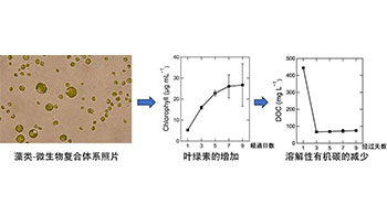 靜岡大學將水產加工廢水轉化為資源，無需處理可直接作為藻類微生物的培養基