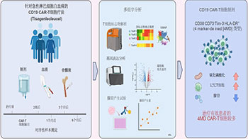 京都大學團隊發現CAR-T細胞療法生物標誌物，有望提升急性淋巴細胞白血病熟化速率