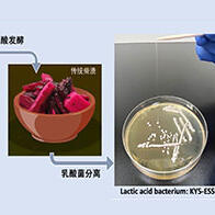 東京科學大學從「柴漬」醃菜中發現新型乳酸菌，獨特結構形成高粘性